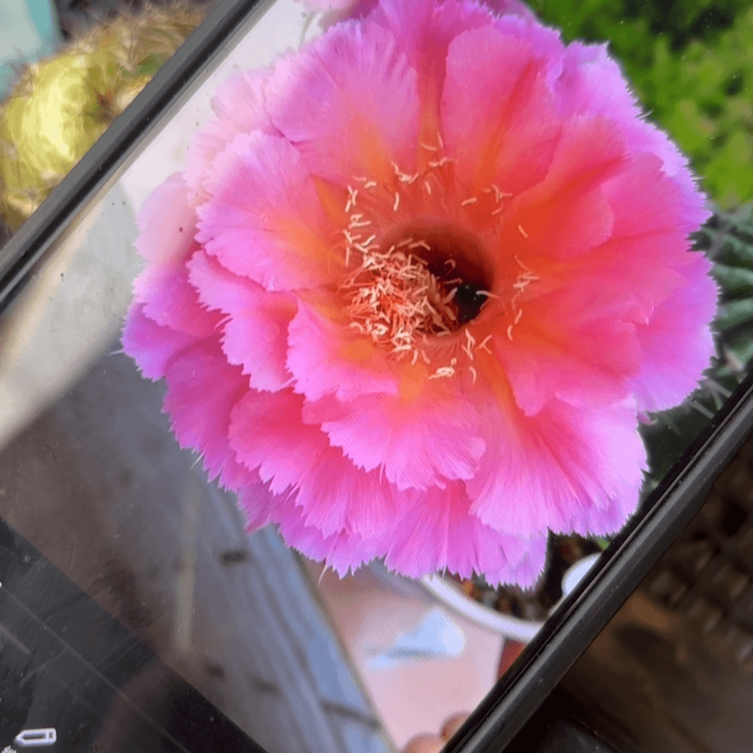 山脉天际/20包邮仙人球54