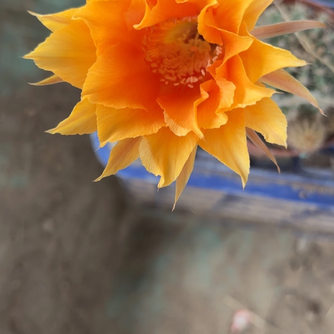 401 实生球20包邮脱花脱土