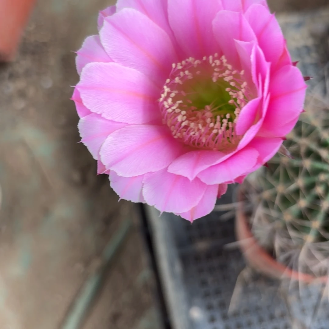 151 实生球20包邮脱花脱土