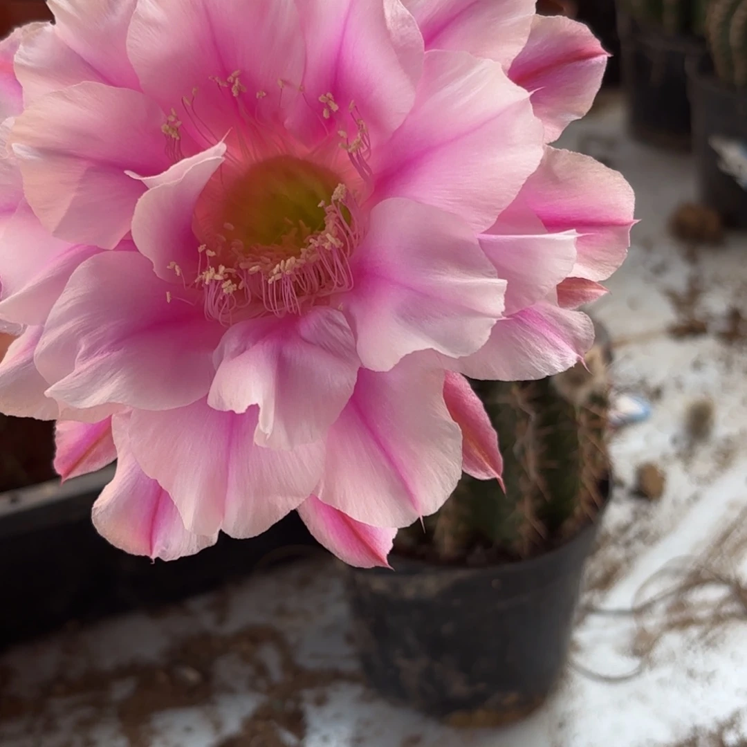 223 号摘花脱土20包邮