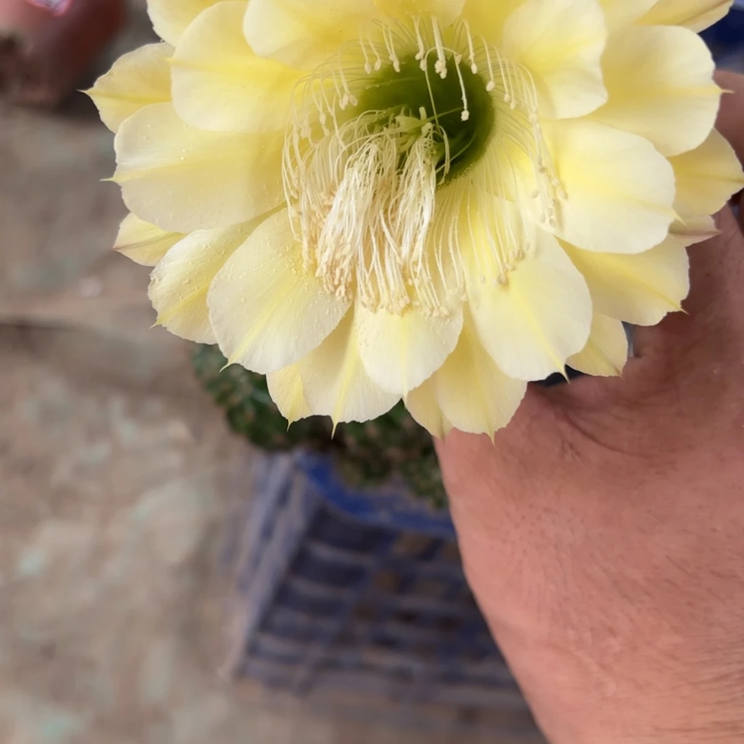 161 实生球脱花脱土