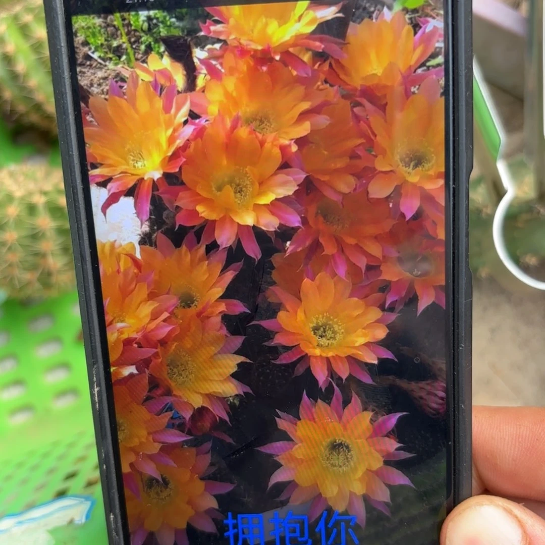 拥抱你彩/20包邮仙人球