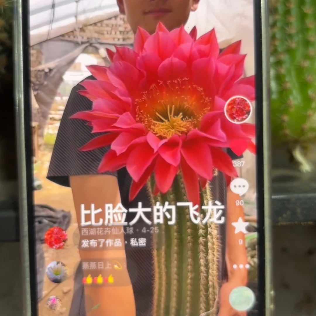 飞龙毛/20包邮仙人球34