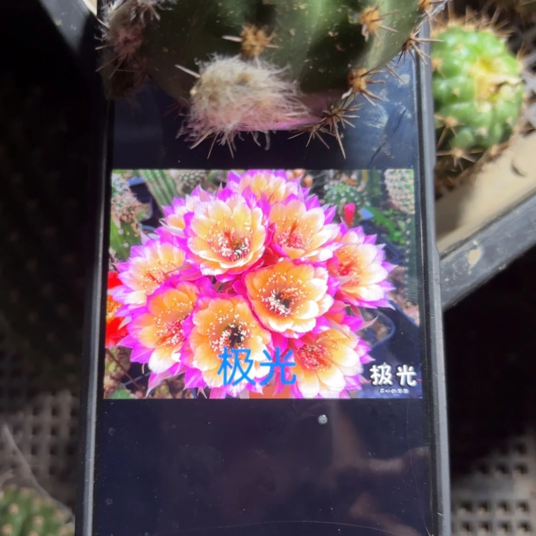 极光丽花/-侧牙歪20包邮5公分左右54