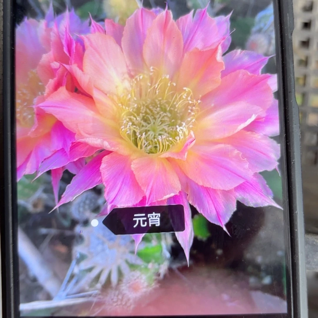 元宵彩-侧牙歪/20包邮5公分左右27