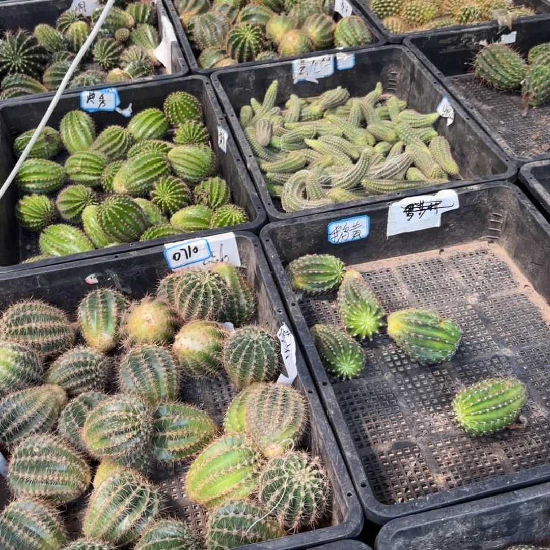 15品侧牙歪20包邮5公分左右