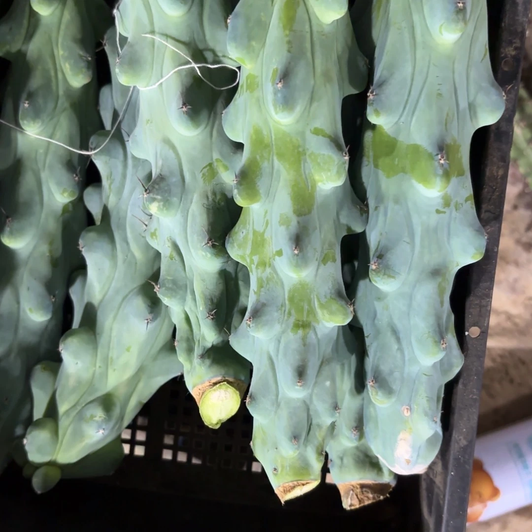 福禄寿5颗/侧牙歪20包邮仙人球