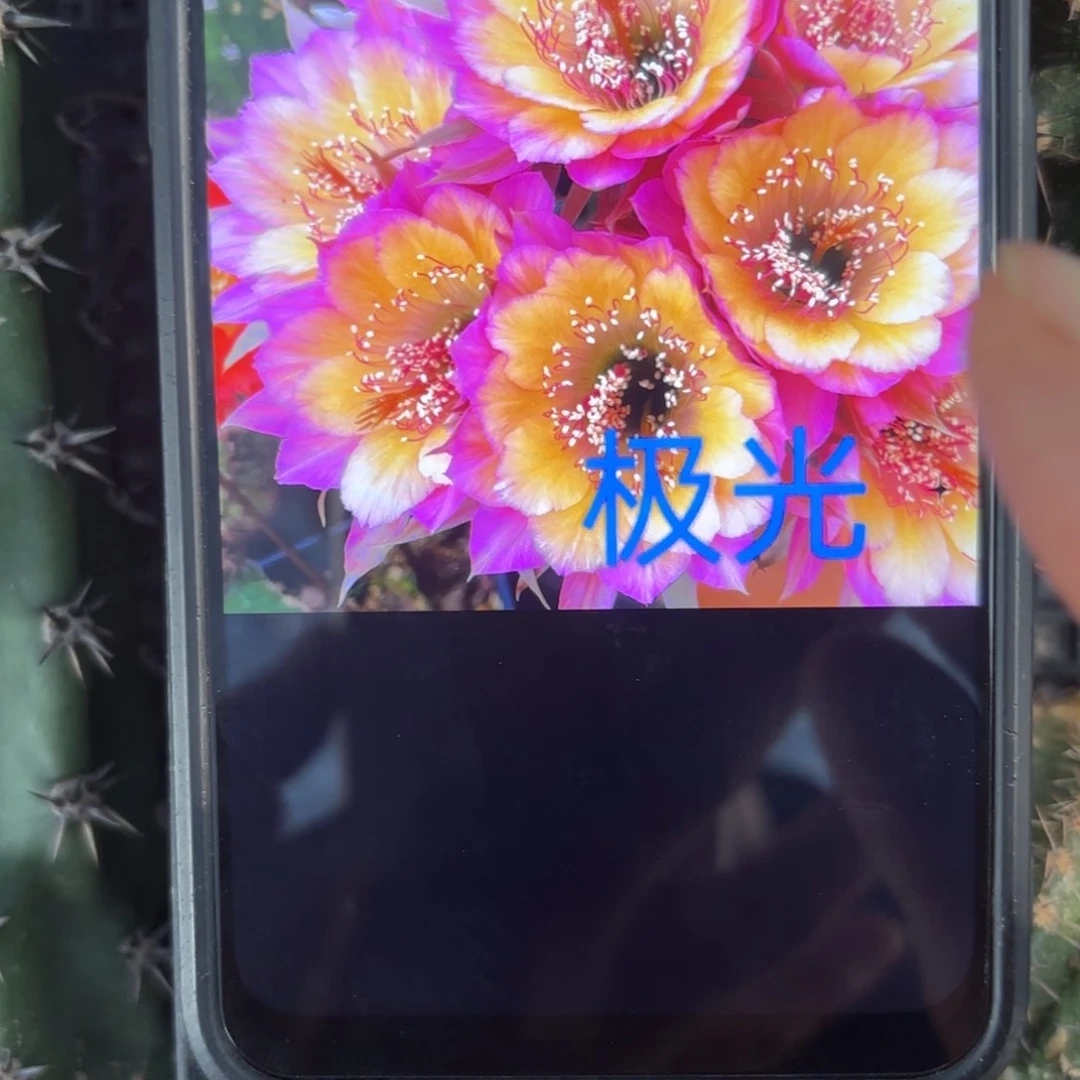 极光丽花/20包邮仙人球40