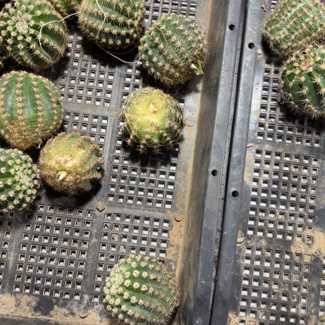 L33瑕/20包邮仙人球侧牙
