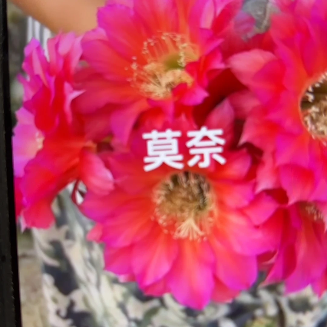 莫奈彩/侧牙歪20包邮5公分左右51