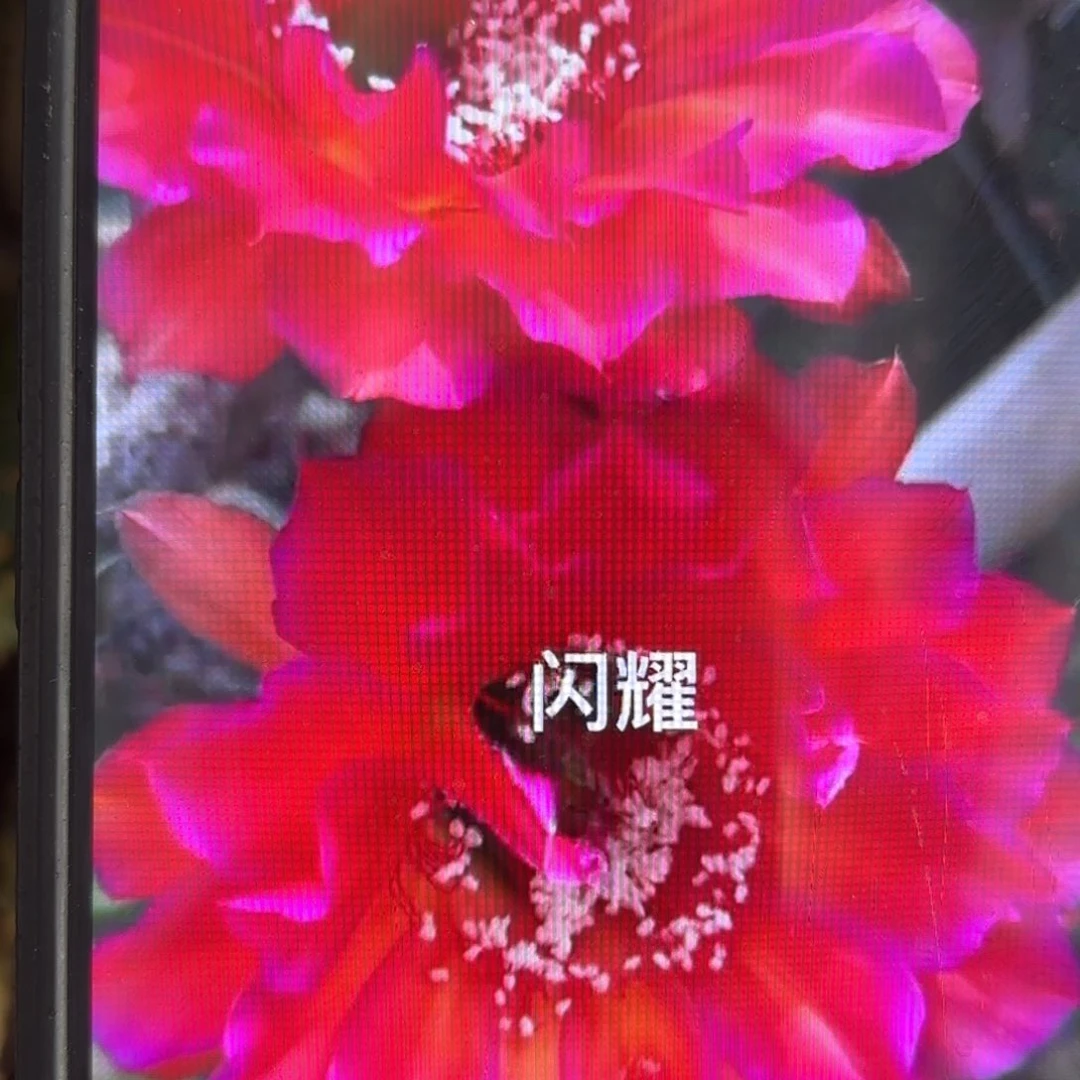 闪耀彩//侧牙歪5公分左右仙人球20包邮