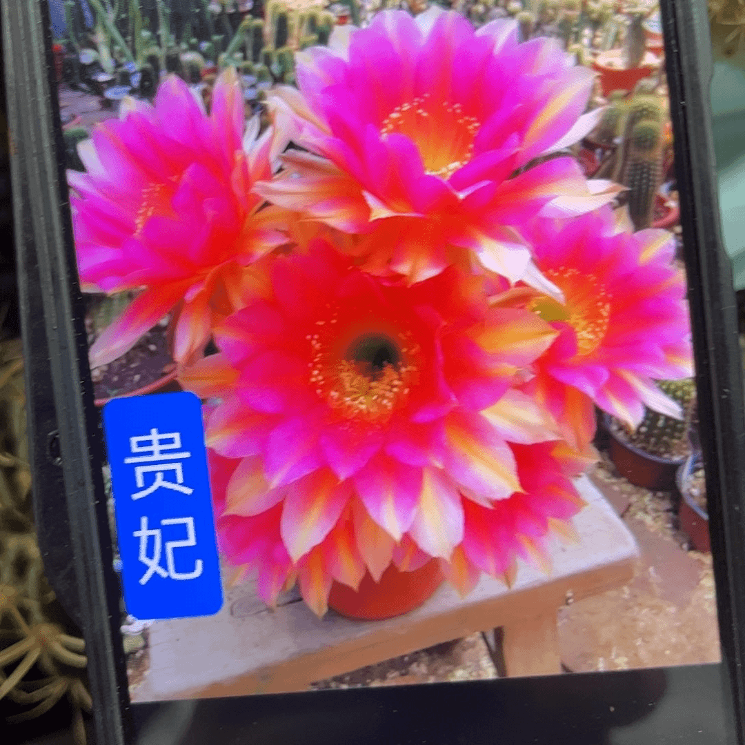 贵妃歪//20包邮仙人球31