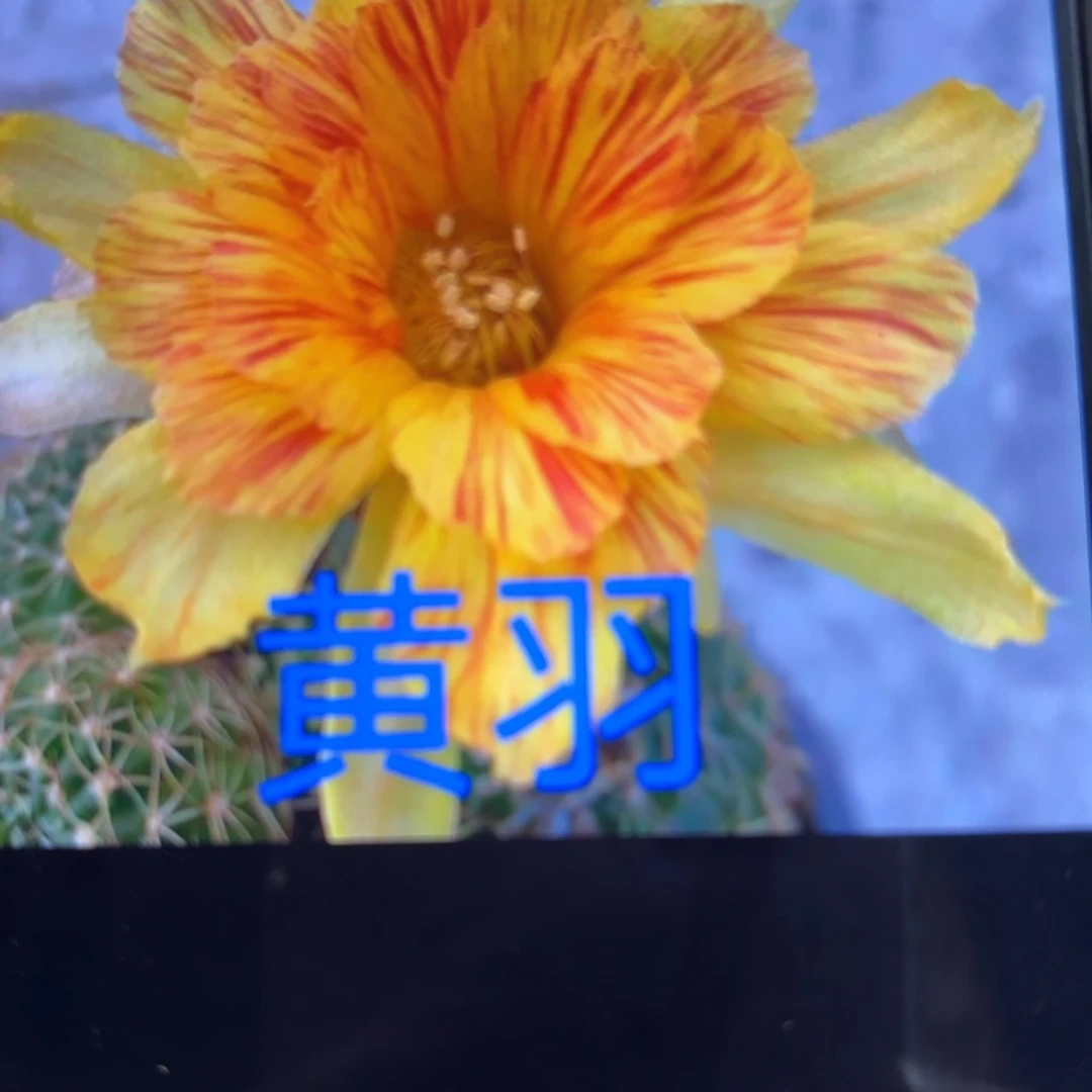 黄羽小瑕/20包邮/仙人球31