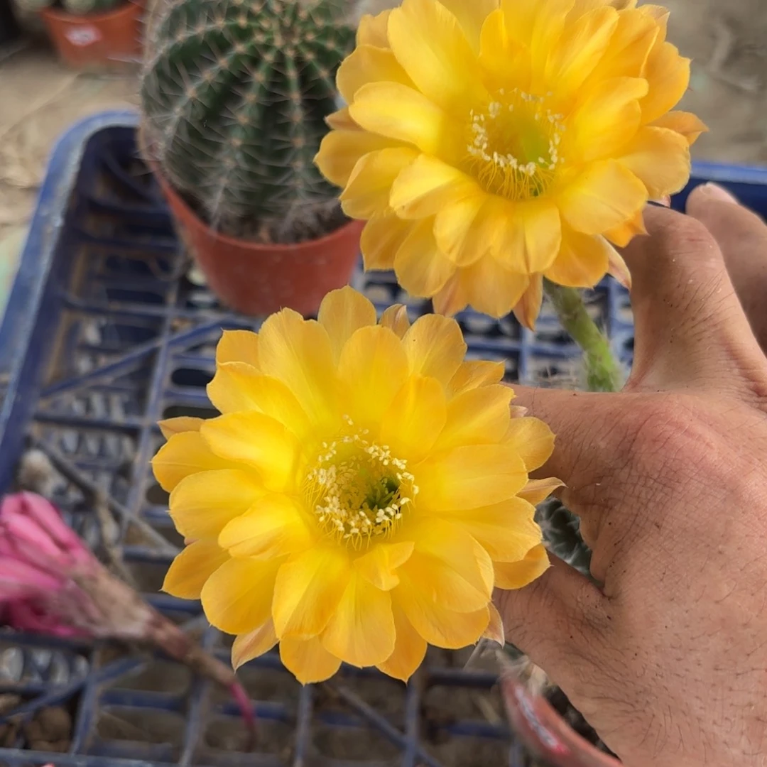 313 实生球20包邮脱花脱土