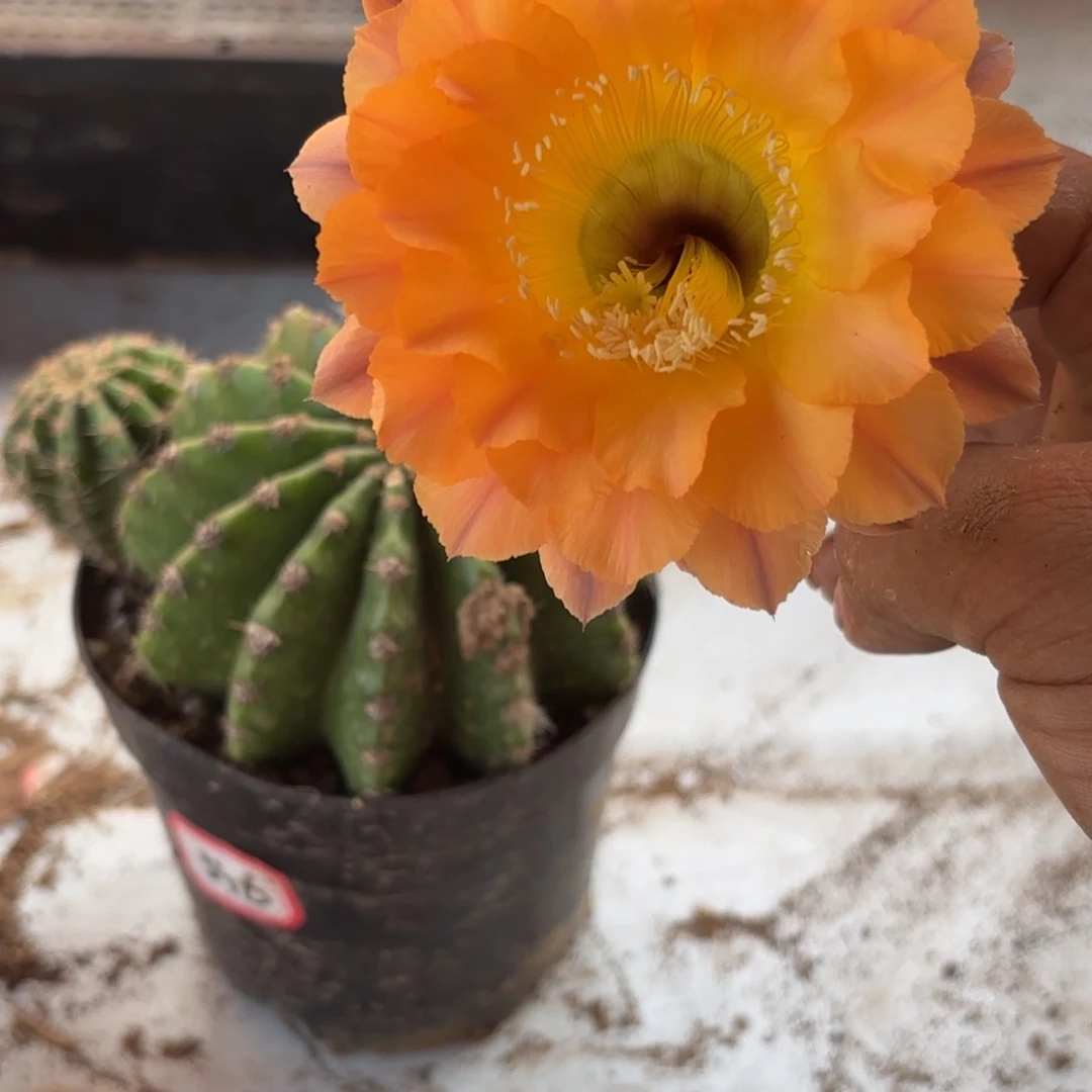 188 号摘花脱土20包邮