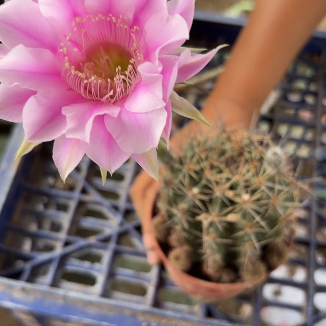 399 实生球20包邮脱花脱土