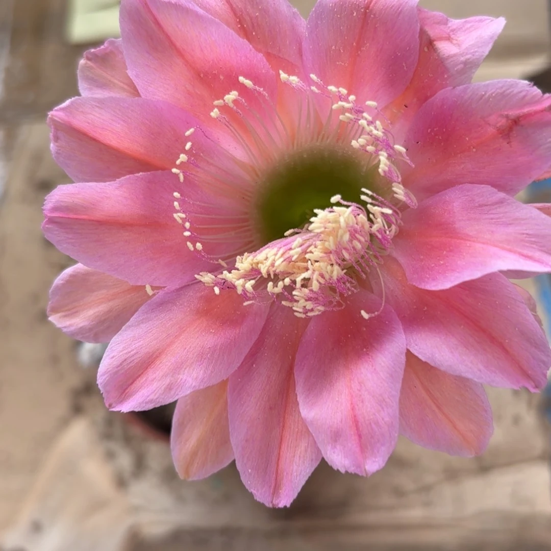 14 实生球脱花脱土