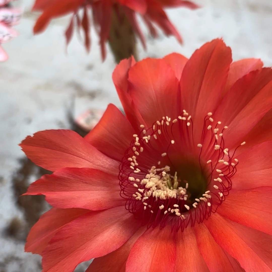 215 号摘花脱土20包邮