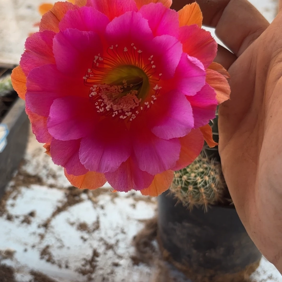 195 号摘花脱土20包邮