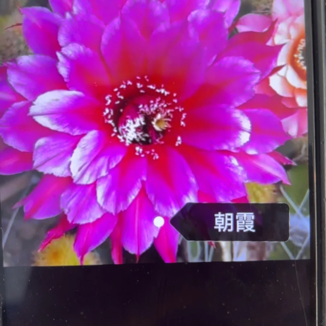 朝霞彩/侧牙歪20包邮5公分左右仙人球