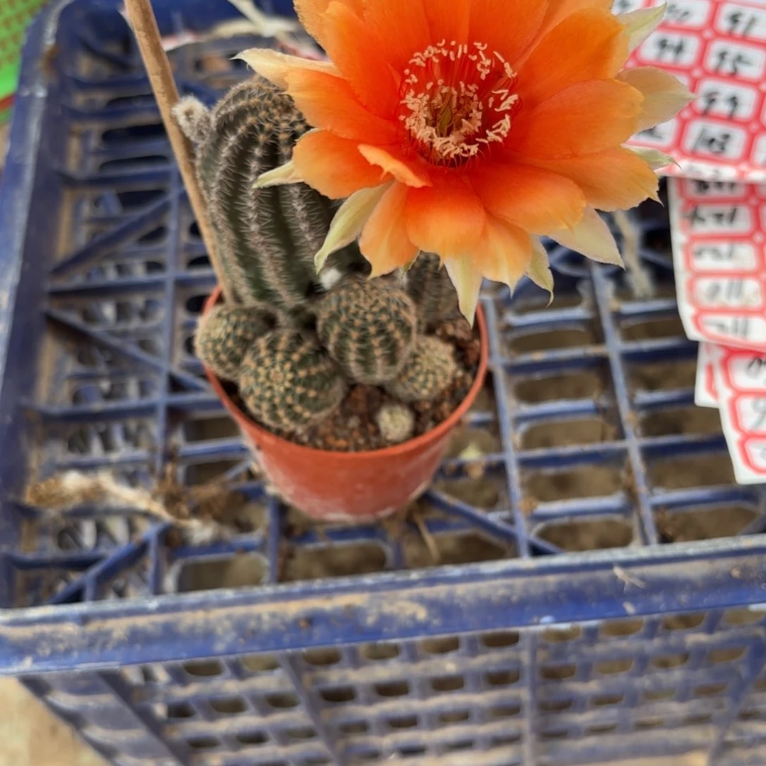 89 实生球脱花脱土