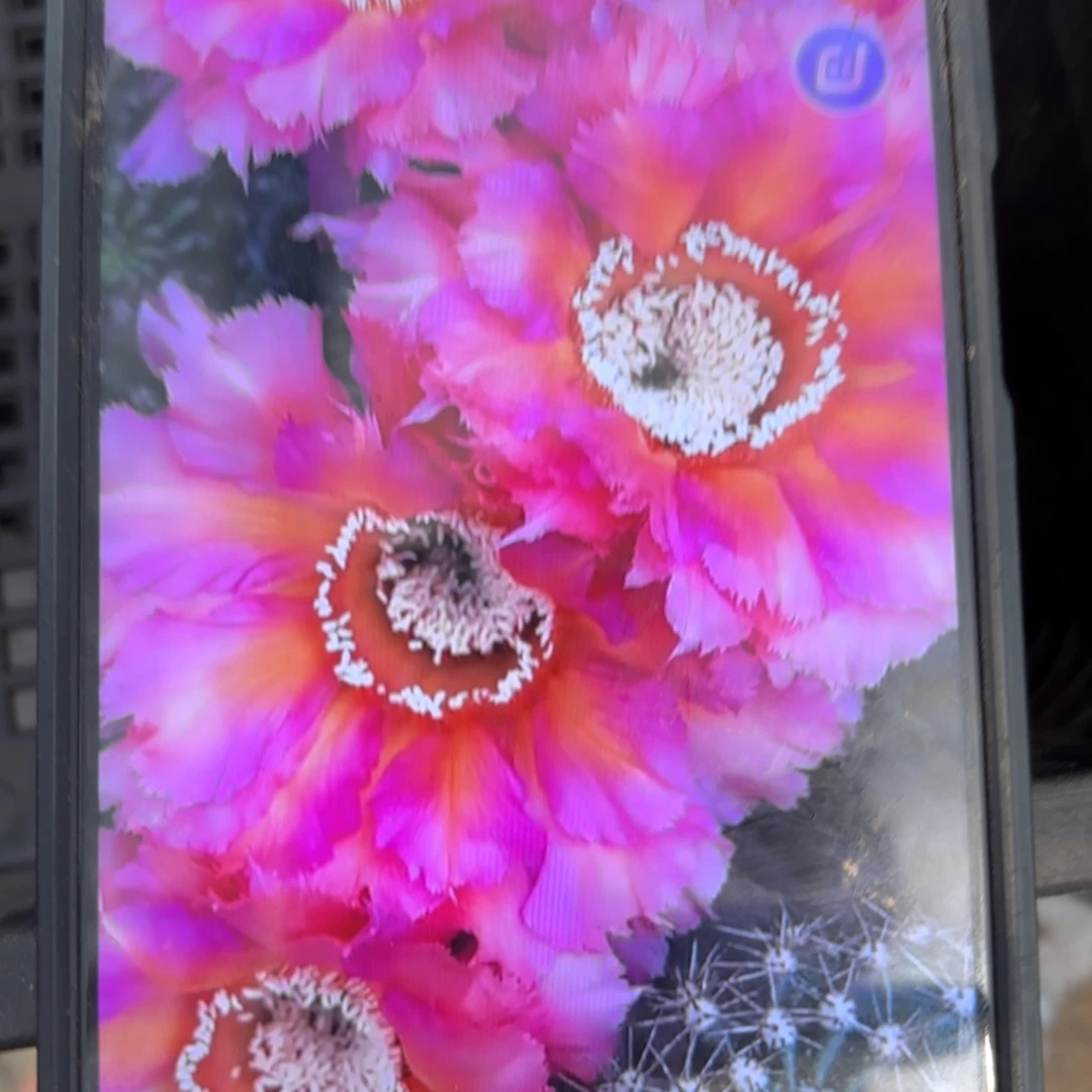 彩云////20包邮仙人球彩////20包邮仙人球12