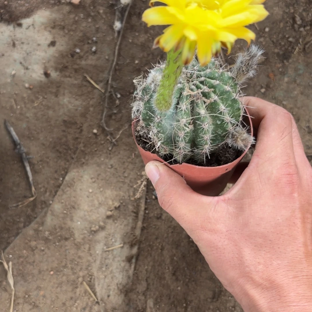 15 实生球脱花脱土