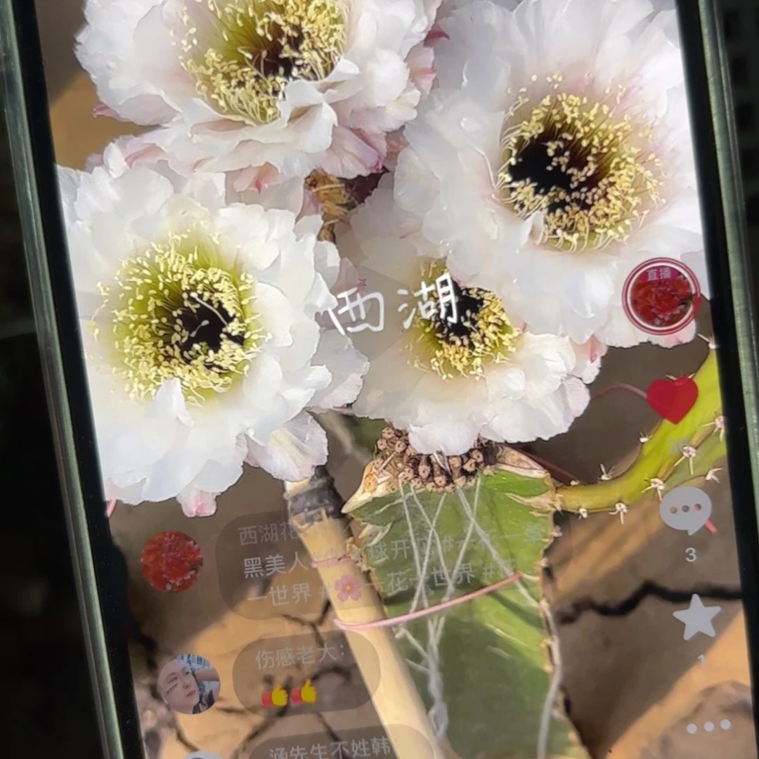 美美人彩/20包邮仙人球