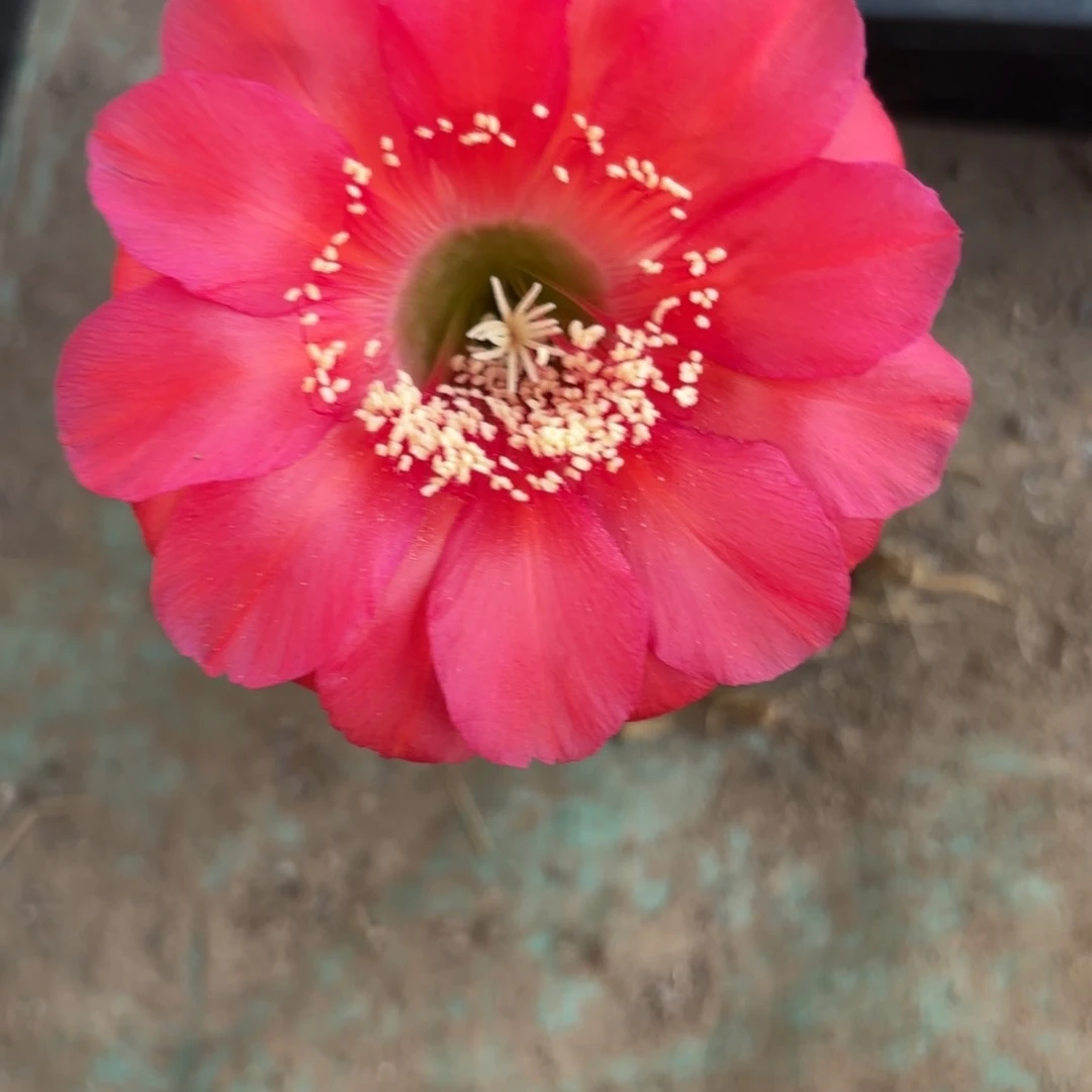 28号脱花脱土实生仙人球