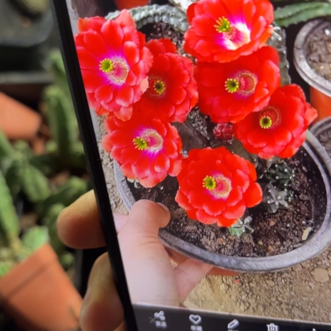 桃太郎带根侧牙歪20包邮5公分左右21