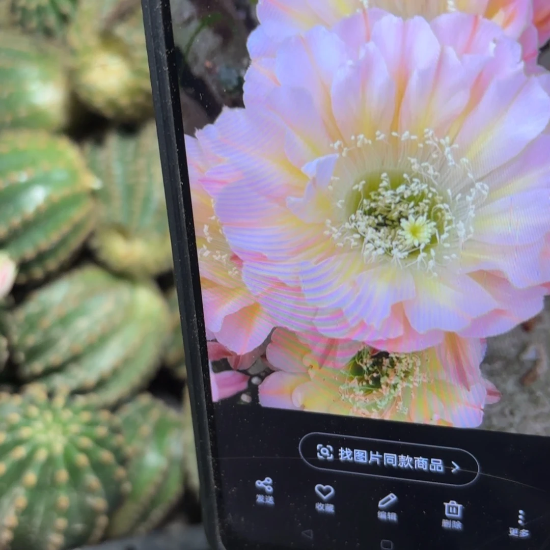 爱德华夫人彩/侧牙歪20包邮5公分左右34