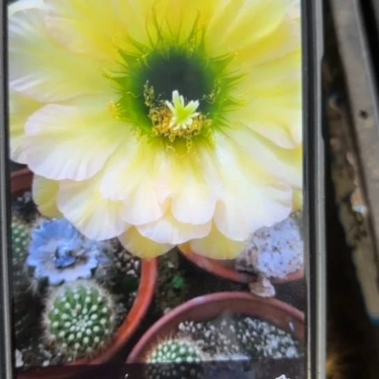 绿眼睛毛/侧牙歪28包邮4公分左右6号