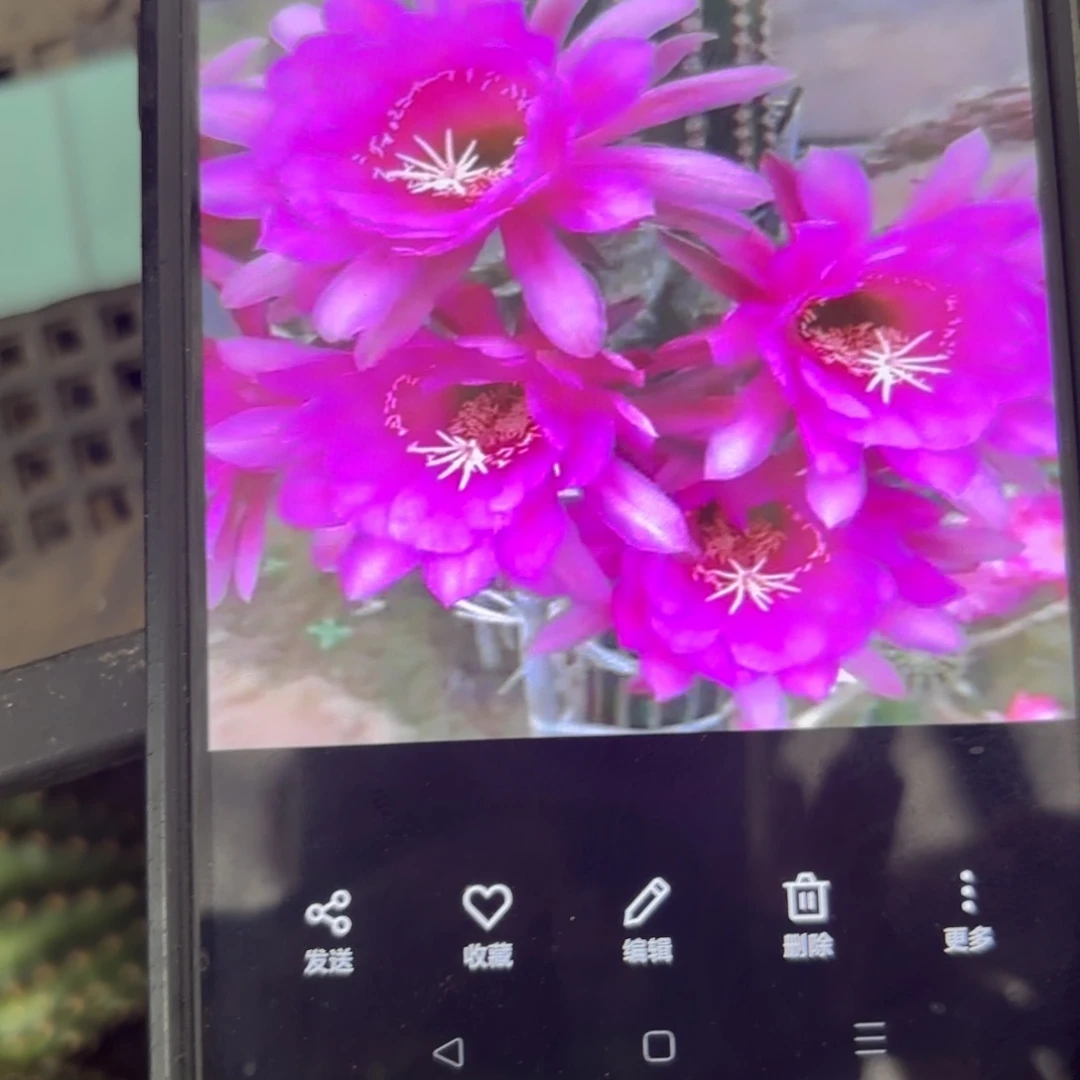 紫罗兰金妞/20包邮仙人球侧牙