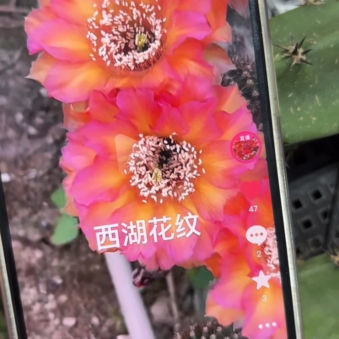 花纹彩/20包邮仙人球39