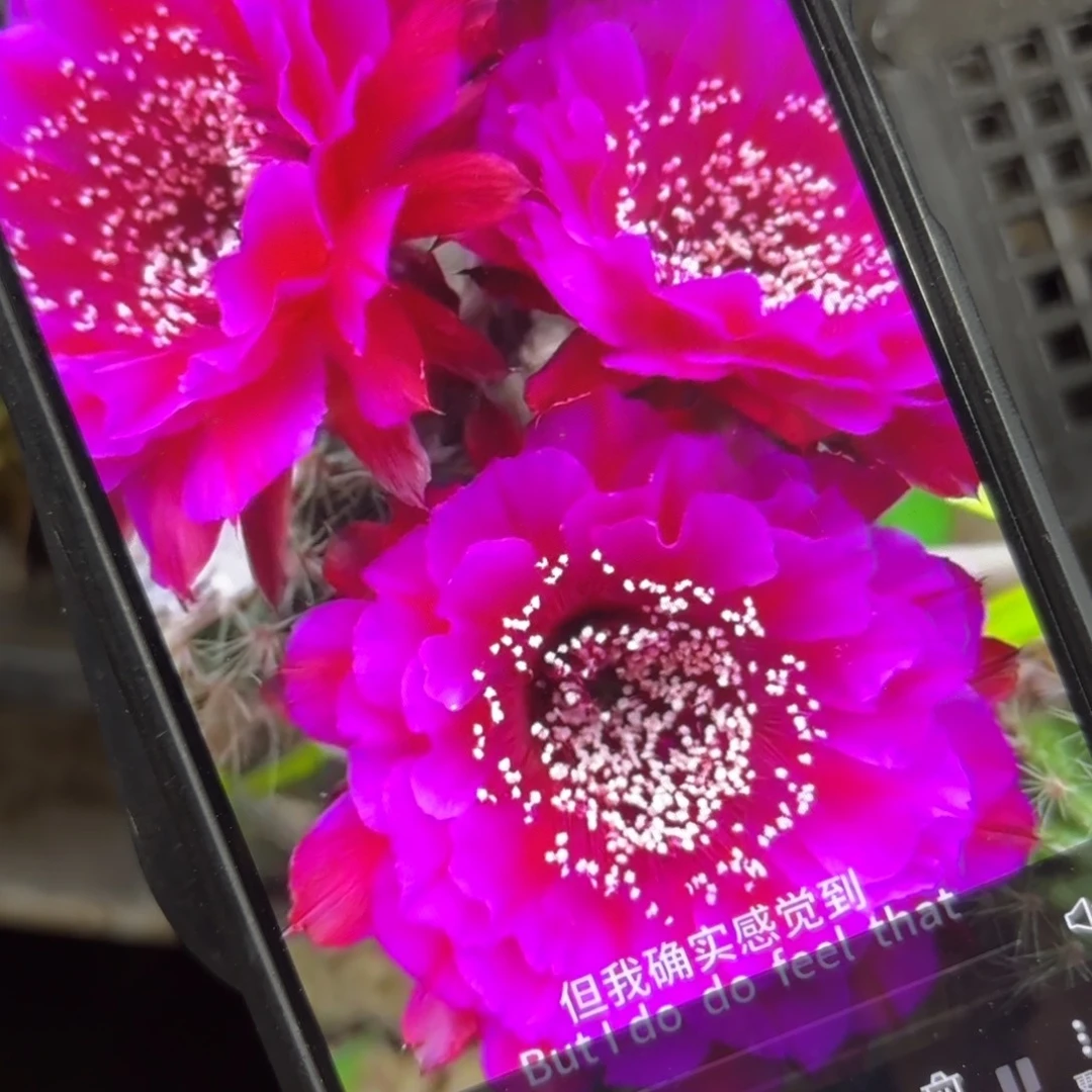 彩漏洞////20包邮仙人球14