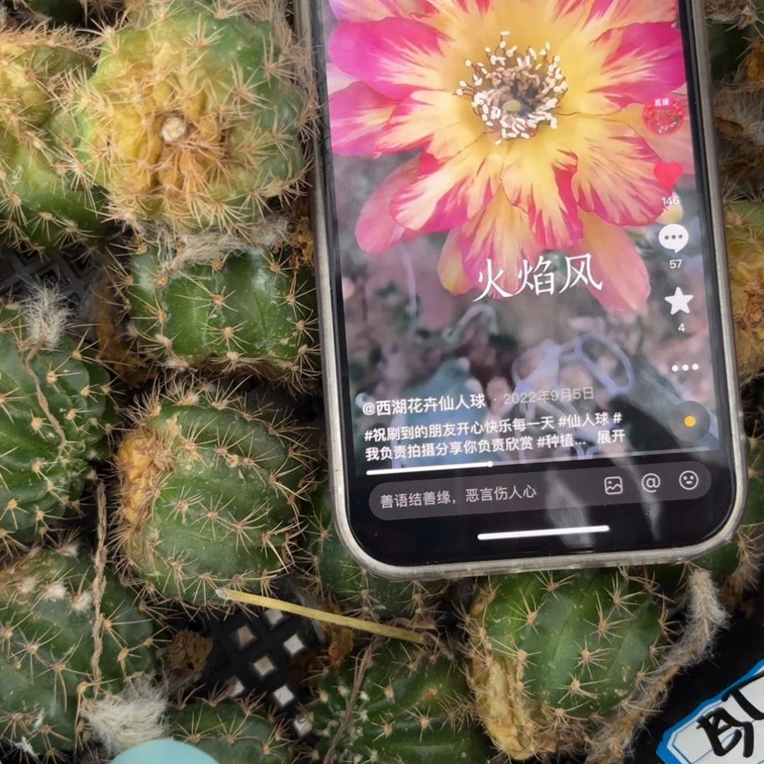 火焰凤丽花//20包邮仙人球侧牙14