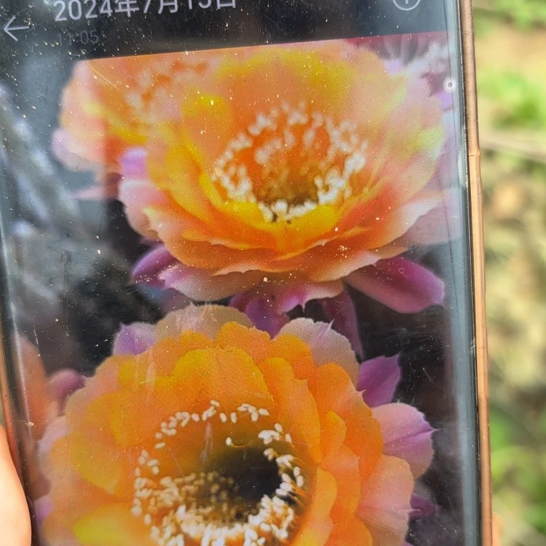 短毛七四公分左右无根侧牙