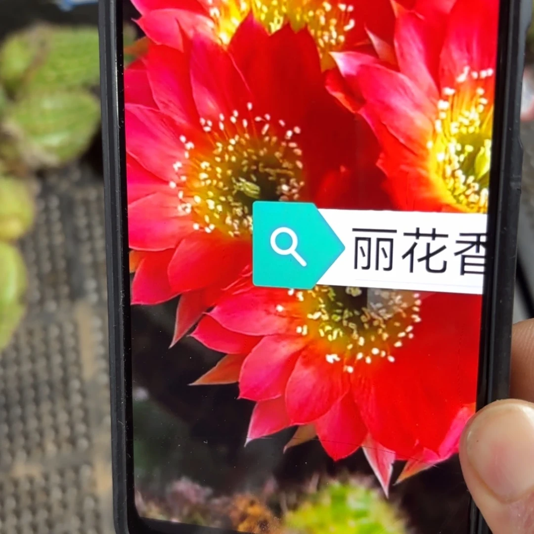 香姬丽花/侧牙歪20包邮5公分左右仙人球35