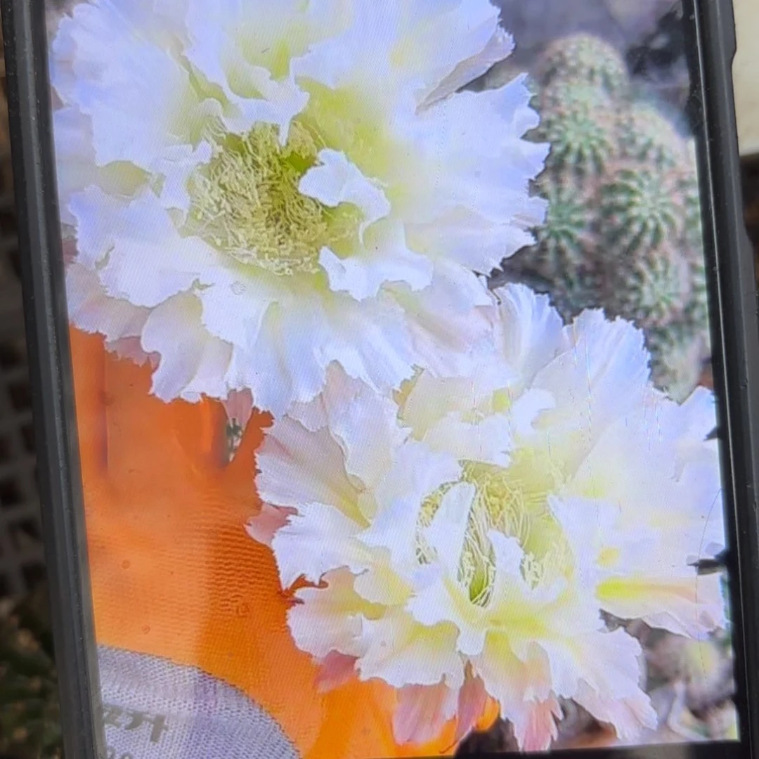 白可可彩/侧牙歪20包邮5公分左右25花