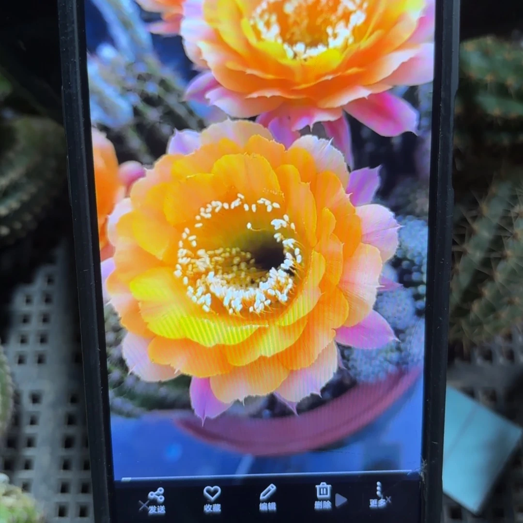 短毛七小/20包邮仙人球侧牙52