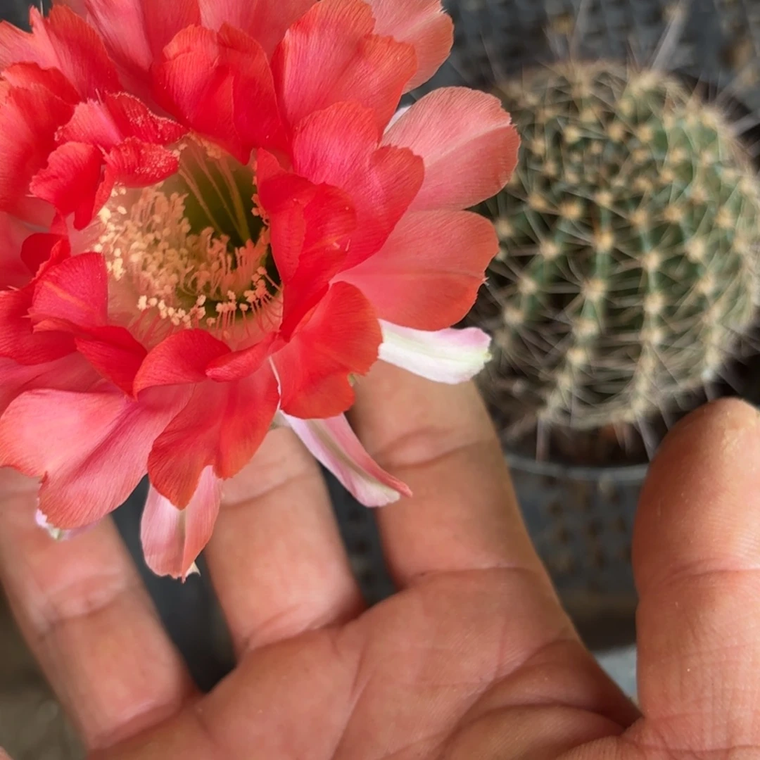 233 实生仙人球20包邮脱花脱土