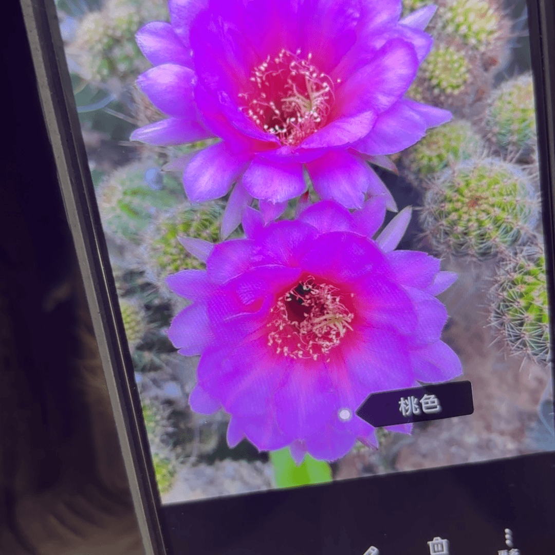 桃色彩////20包邮侧牙45