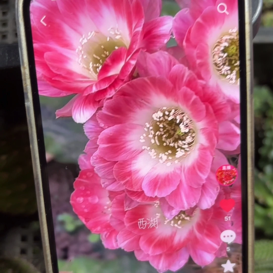 得一丽花侧牙歪20包邮4公分左右12