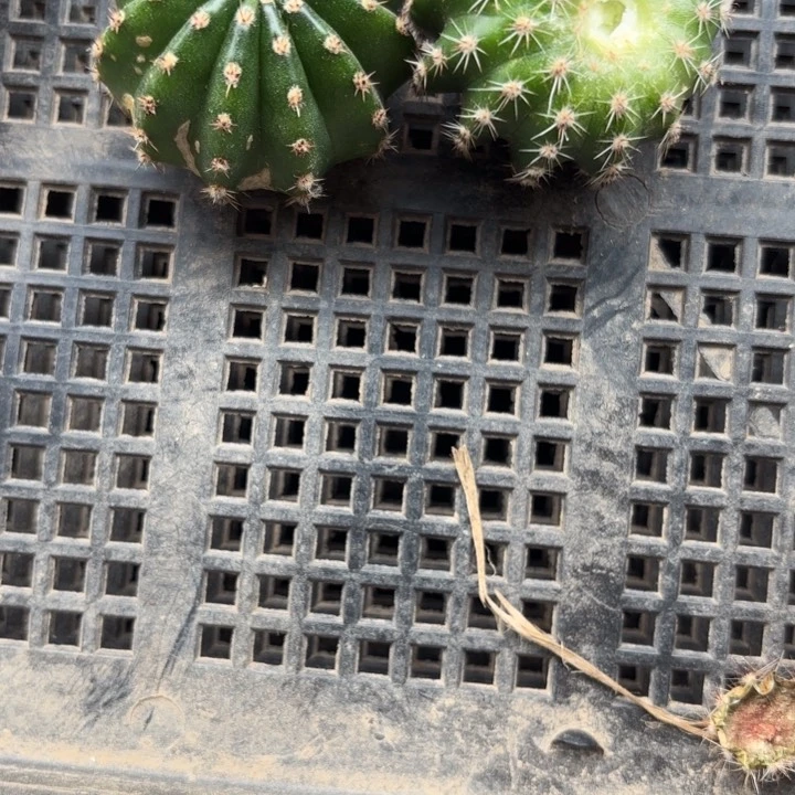 16-16 四公分侧牙20包邮瑕