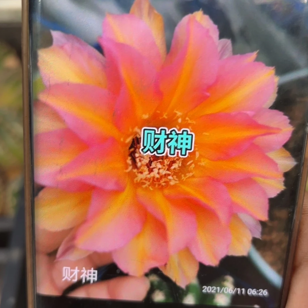 彩草财神四公分左右11号