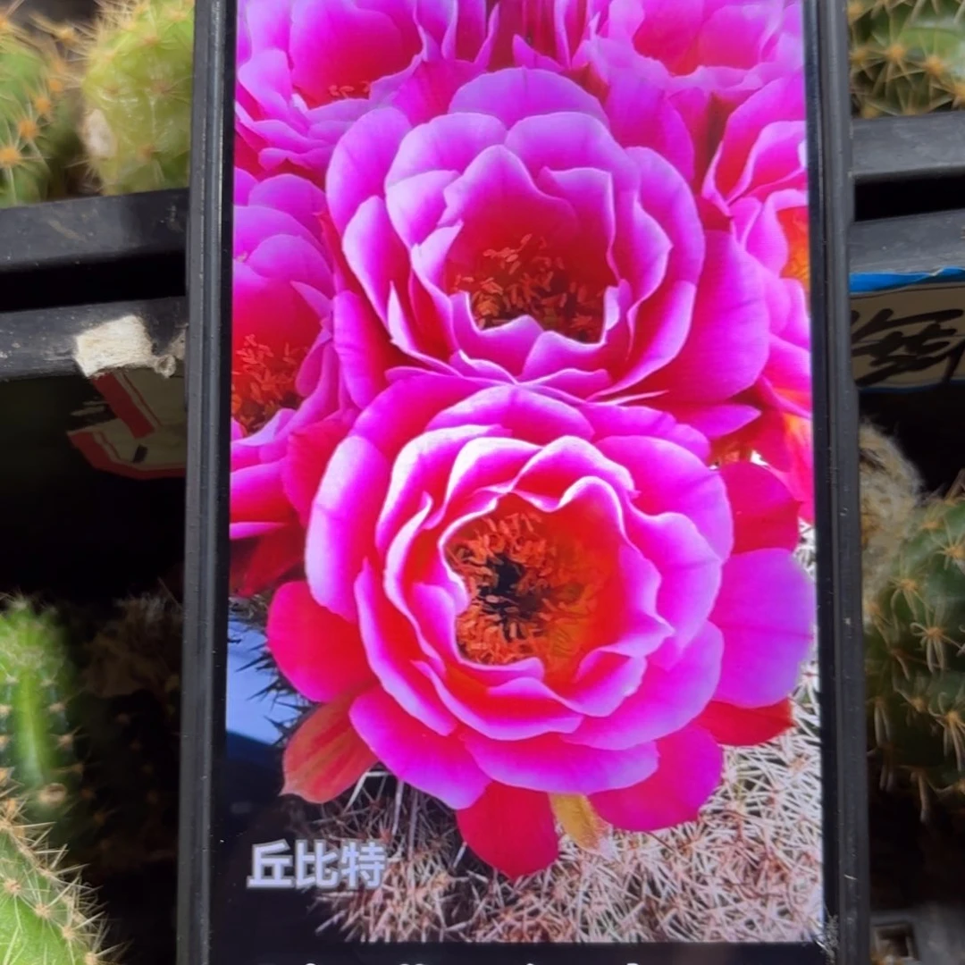 丘比特20包邮仙人球31