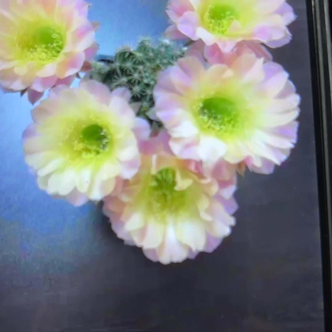 水蜜桃彩//20包邮仙人球24