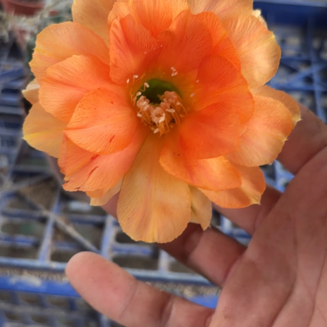 322 实生球20包邮脱花脱土