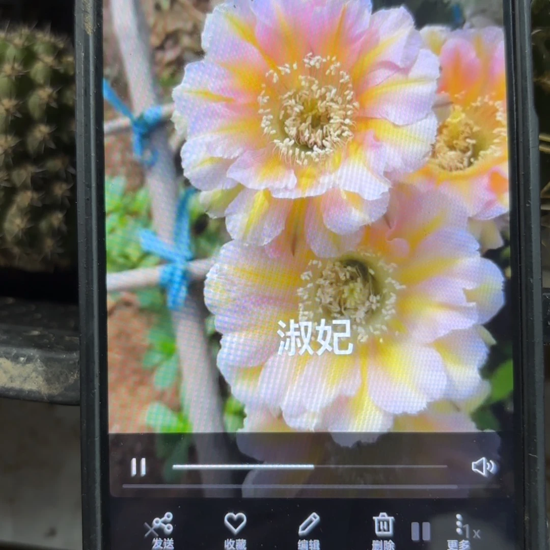 淑妃彩//20包邮仙人球/31