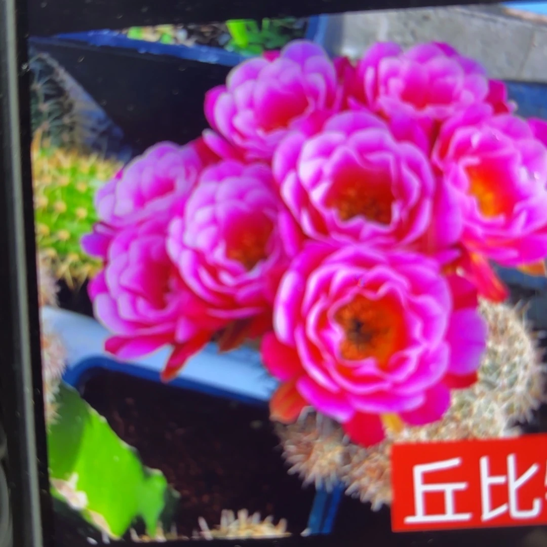 丘比特/侧牙歪20包邮5公分左右27